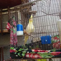 طوطی ماده لونتیو|پرنده|بندر ماهشهر, |دیوار