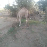 هاشی نر|حیوانات مزرعه|جازموریان, |دیوار