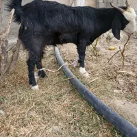 ۳تا گوسفند معاوضه با گوساله