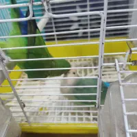 طوطی برزیلی جفت