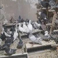 فروش ۱۰۰تاکبوتر ۵۰تا آلمانی ۵۰تا چپ وساده