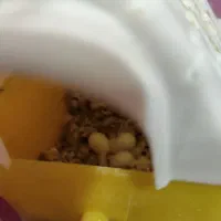 جفت فنچ با تخم و مرغ عشق انگلیسی