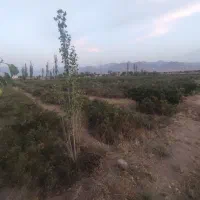 فروش-زمین-گل-محمدی