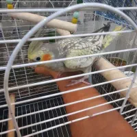 عروس هلندی شیطون بامزه