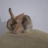 بچه خرگوش های لوپ جرسی و لوپ آنگورا