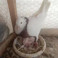 پرنده.دوجفت کفتر جفتگاه و پرش با جفتگاه سه طبقه