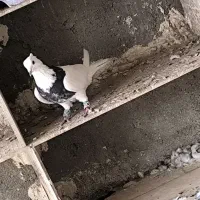 طوقی درجه یک|پرنده|کارون, |دیوار