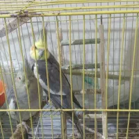 یک جفت عروس هلندی