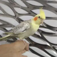 عروس هلندی ماده