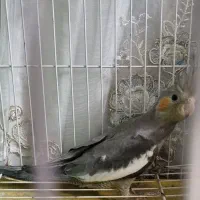 جوجه عروس سیامون ۴۰ روزه|پرنده|مشهد, ایثار|دیوار