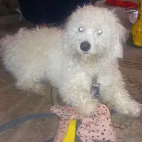 سگ پاه کوتاه پشمالو باموهای بلند عروسک|سگ|خرمشهر, |دیوار