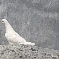 کبوتر|پرنده|همایجان, |دیوار