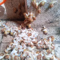 فروش یک جای
