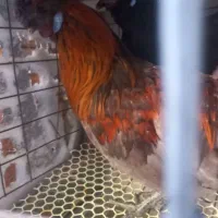 مرغ وخروس اراکانا گوش ابی