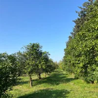 زمین مسکونی ۱۸۰۰ متر با بنای قدیمی بلوار امام رضا