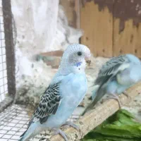 مرغ عشق--خمیر