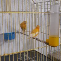 جفت قناری پرتغالی  نروماده تازه جفت