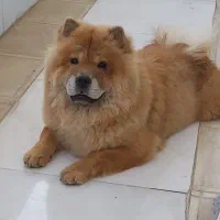 سگ چاوچاو ماده|سگ|تهران, باغ فیض|دیوار