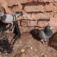 کبوترپلاکی|پرنده|سبزوار, قصبه شرقی|دیوار