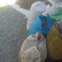 گردو پوست کاغذی روغنی تویسرکان(تازه)|خوردنی و آشامیدنی|کرج, شهرک نهال و بذر|دیوار