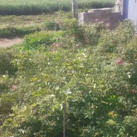 شتیل و نشا گوجه فرنگی