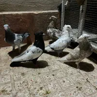 تعدادی کفتر زرنگ بشرط|پرنده|شیراز, پانصد دستگاه ارتش|دیوار
