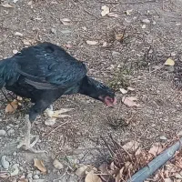 لاری اوشامو جوجه لاری بوقلمون|حیوانات مزرعه|کرج, شهرک نهال و بذر|دیوار