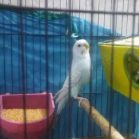 یک جفت مرغ عشق مولد|پرنده|اهرم, |دیوار