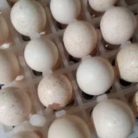 تخم بوقلمون نطفه دار تازه(۸۵ درصد تضمین نطفه)|حیوانات مزرعه|لنگرود, |دیوار