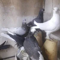 کبوتر ۲طوسی ۱سفید ۱سیاه