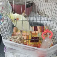 فروش پرنده