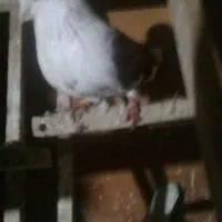 کبوتردوبال قرمز نر|پرنده|لاهیجان, بازکیاگوراب|دیوار