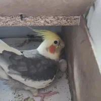 طوطی عروس هلندی