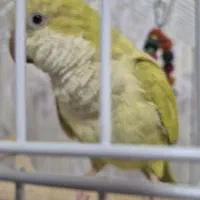 طوطی راهب سبز آکوآ پالیدینو