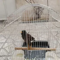 مرغ مینا با قفس