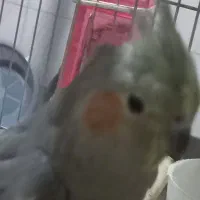 عروس هلندی|پرنده|قم, شهرک مهدیه (مدرس)|دیوار