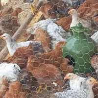 فروش جوجه بومی واکسن خورده