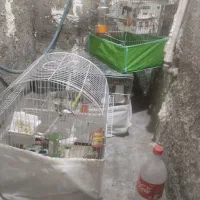 فروشی|پرنده|اسلام‌شهر, شاطره|دیوار