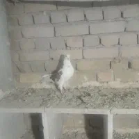 کبوتر|پرنده|گیان, |دیوار