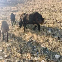 قوچ یک ساله همو|حیوانات مزرعه|ماهنشان, |دیوار