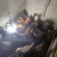 25عدد جوجه محلی|حیوانات مزرعه|سر آسیاب یوسفی, |دیوار