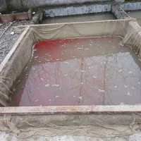 ماهی قرمز شب عید