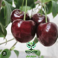 نهال گیلاس تکدانه گلدانی|گل و گیاه طبیعی|سبزوار, کهنه آب|دیوار