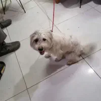 پیدا شدن یک سگ|حیوانات|مشهد, کوی راد|دیوار