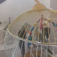 معاوضه عروس هلندی ماده با حیوانات مزرعه|پرنده|توتکابن, |دیوار