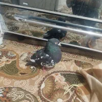 کفتر قلدور