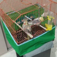 عروس هلندی با قفس کامل