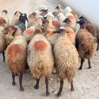 گوسفند شیشک|حیوانات مزرعه|سنندج, |دیوار