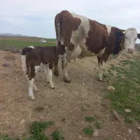 گاو شیری سیمتال با گوساله سیمتال ماده