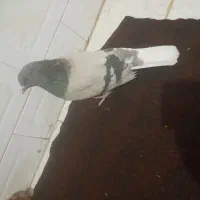 عروسک مخملی